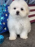 Girasol, a male Maltese for sale in Mobile, AL – 5 of 5