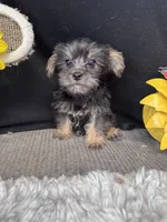 Butter Bean, a male Yorkshire Terrier for sale in Grand Bay, AL – 1 of 4