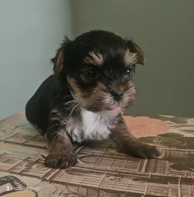Pia – Yorkshire Terrier puppy for sale in Grand Bay, AL