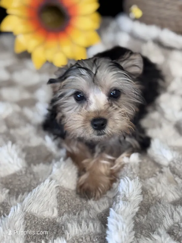 Sir Sly – Yorkshire Terrier puppy for sale in Grand Bay, AL
