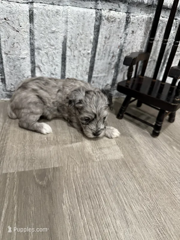 Quick Silver – Schnoodle puppy for sale in Mobile, AL