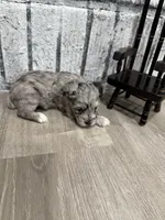 Quick Silver, a male Schnoodle for sale in Mobile, AL – 1 of 4