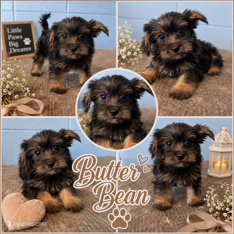 Butter Nean – Yorkshire Terrier puppy for sale in Mobile, AL