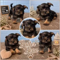 Butter Nean, a male Yorkshire Terrier for sale in Mobile, AL – 1 of 1
