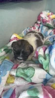 Davenport, a male Shichon for sale in Mobile, AL – 5 of 6