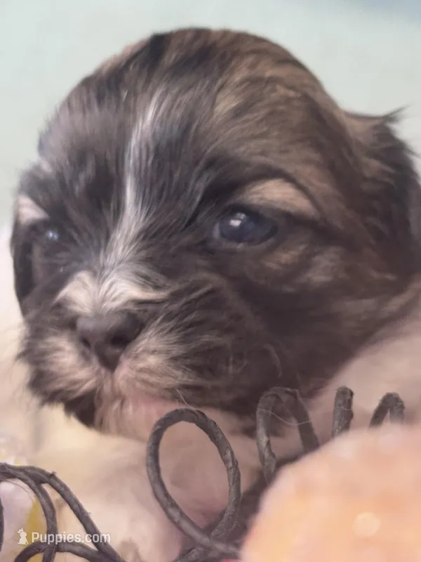 Davenport – Shichon puppy for sale in Mobile, AL