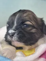 Davenport, a male Shichon for sale in Mobile, AL – 2 of 6