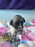 Davenport, a male Shichon for sale in Mobile, AL – 6 of 6