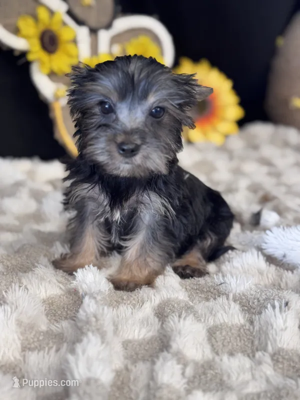 Butter Bean – Yorkshire Terrier puppy for sale in Grand Bay, AL