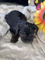 Rog, a male Yorkshire Terrier and Poodle - Toy  for sale in Grand Bay, AL – 4 of 5