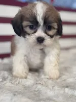 Yuna, a female Shichon for sale in Mobile, AL – 4 of 4