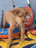 Fozzy, a male Chihuahua and Pomchi for sale in Mobile, AL – 2 of 5