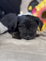 Rog, a male Yorkshire Terrier and Poodle - Toy  for sale in Grand Bay, AL – 3 of 5