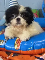 Della, a female Shih Tzu for sale in Mobile, AL – 2 of 4