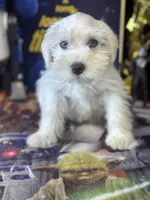 River , a male Miniature Schnauzer for sale in Mobile, AL – 3 of 4