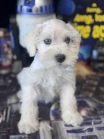 River , a male Miniature Schnauzer for sale in Mobile, AL – 2 of 4