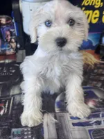 River , a male Miniature Schnauzer for sale in Mobile, AL – 4 of 4