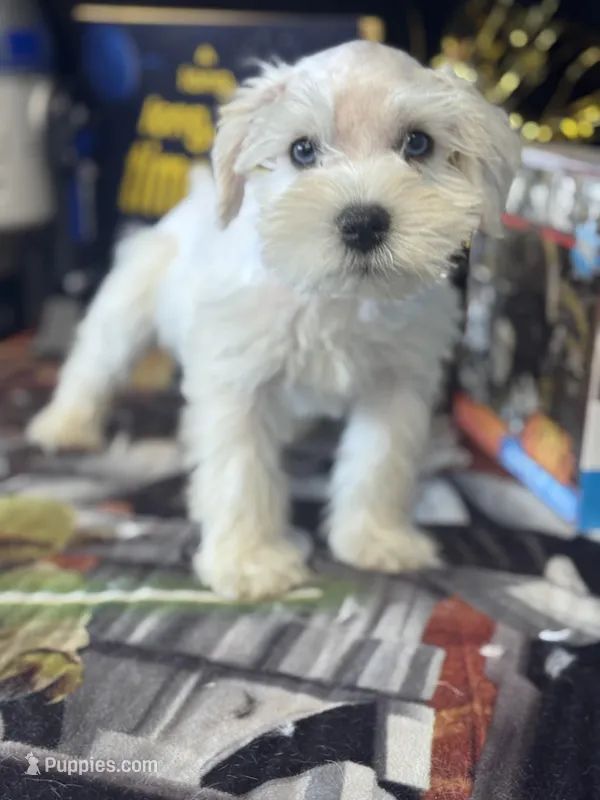 River  – Miniature Schnauzer puppy for sale in Mobile, AL