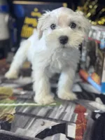 River , a male Miniature Schnauzer for sale in Mobile, AL – 1 of 4