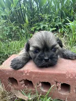 Hubble, a male Shih Tzu for sale in Mobile, AL – 3 of 4