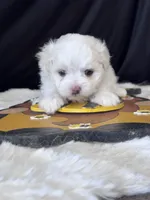 Girasol, a male Maltese for sale in Mobile, AL – 3 of 4