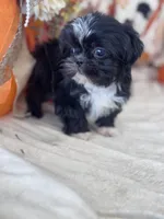 Kane, a male Shih Tzu for sale in Grand Bay, AL – 4 of 5