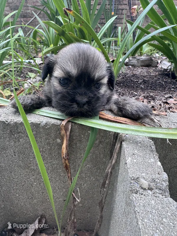 Happy – Shih Tzu puppy for sale in Mobile, AL