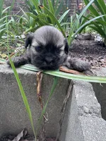 Happy, a male Shih Tzu for sale in Mobile, AL – 1 of 7
