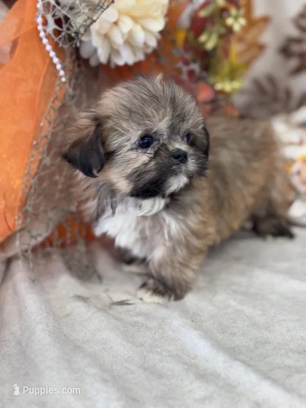 Peanut – Shih Tzu puppy for sale in Grand Bay, AL