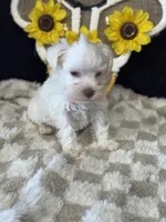Dobby, a male Miniature Schnauzer for sale in Grand Bay, AL – 2 of 4