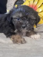 Gertrude, a female Pekingese and Shih Tzu for sale in Grand Bay, AL – 3 of 5