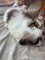Satin , a female Shih Tzu for sale in Grand Bay, AL – 3 of 3