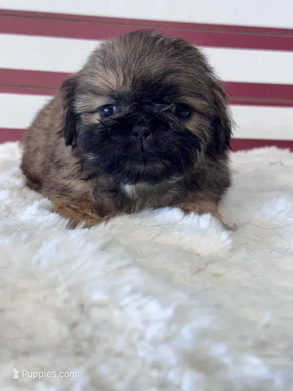 BA – Shih Tzu puppy for sale in Mobile, AL