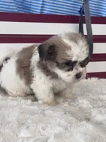 Thiago, a male Shichon for sale in Mobile, AL – 3 of 3