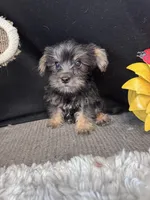 Butter Bean, a male Yorkshire Terrier for sale in Grand Bay, AL – 3 of 4