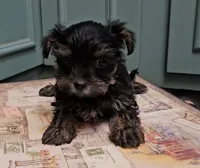 Thia , a female Yorkshire Terrier for sale in Grand Bay, AL – 3 of 6