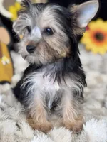 Sailor, a male Yorkshire Terrier for sale in Grand Bay, AL – 2 of 6