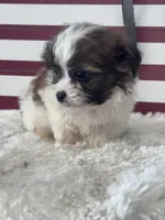 Enzo, a male Shichon for sale in Mobile, AL – 5 of 5