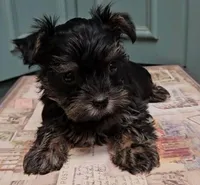Thia , a female Yorkshire Terrier for sale in Grand Bay, AL – 2 of 6