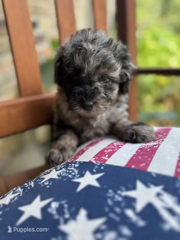 Blue – Poodle - Miniature  puppy for sale in Mobile, AL