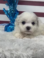 Rowen, a male Mal Shi for sale in Mobile, AL – 5 of 5