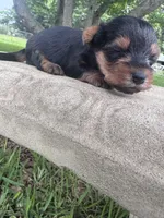 Adhara, a female Yorkshire Terrier for sale in Mobile, AL – 4 of 5