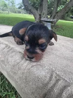Adhara, a female Yorkshire Terrier for sale in Mobile, AL – 3 of 5