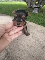 Adhara, a female Yorkshire Terrier for sale in Mobile, AL – 2 of 5