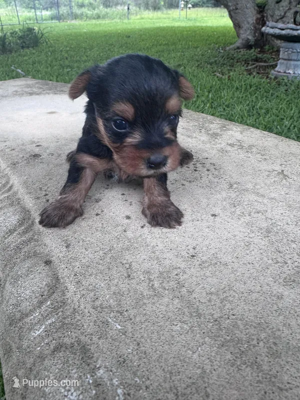 Adhara – Yorkshire Terrier puppy for sale in Mobile, AL