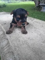 Adhara, a female Yorkshire Terrier for sale in Mobile, AL – 1 of 5