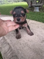 Adhara, a female Yorkshire Terrier for sale in Mobile, AL – 5 of 5