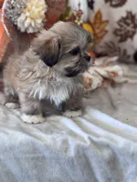 Loaf, a male Shih Tzu for sale in Grand Bay, AL – 4 of 4