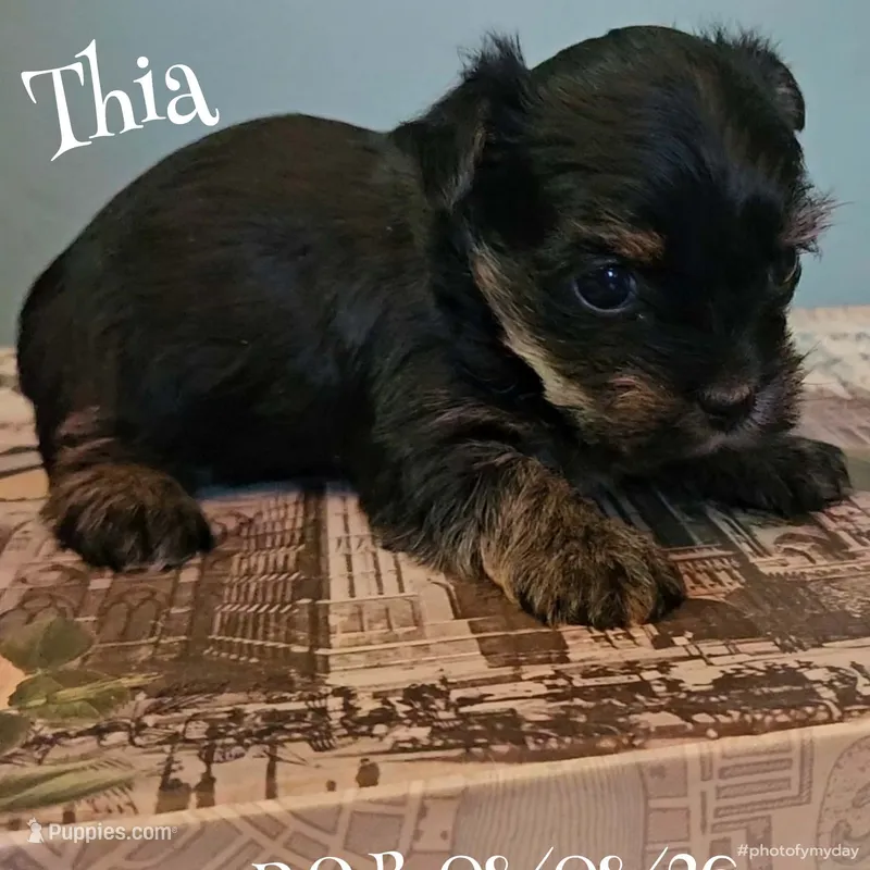 Thia – Yorkshire Terrier puppy for sale in Grand Bay, AL