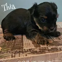 Thia, a female Yorkshire Terrier for sale in Grand Bay, AL – 1 of 6